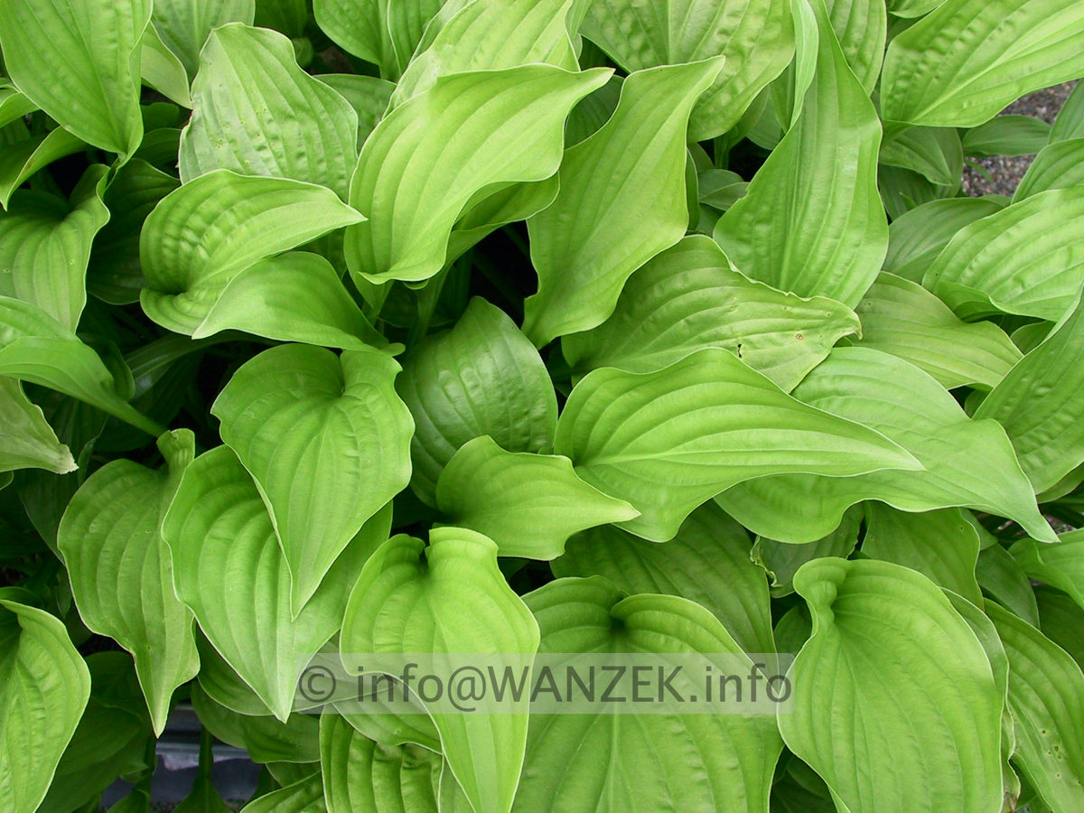 Hosta Hybride Elegans x Grandiflora.jpg